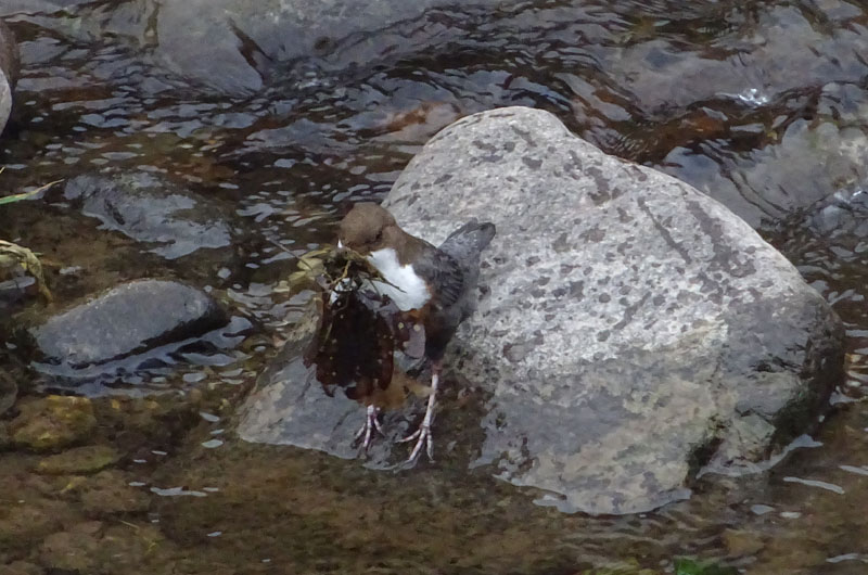 Cinclus cinclus  (Merlo acquaiolo)